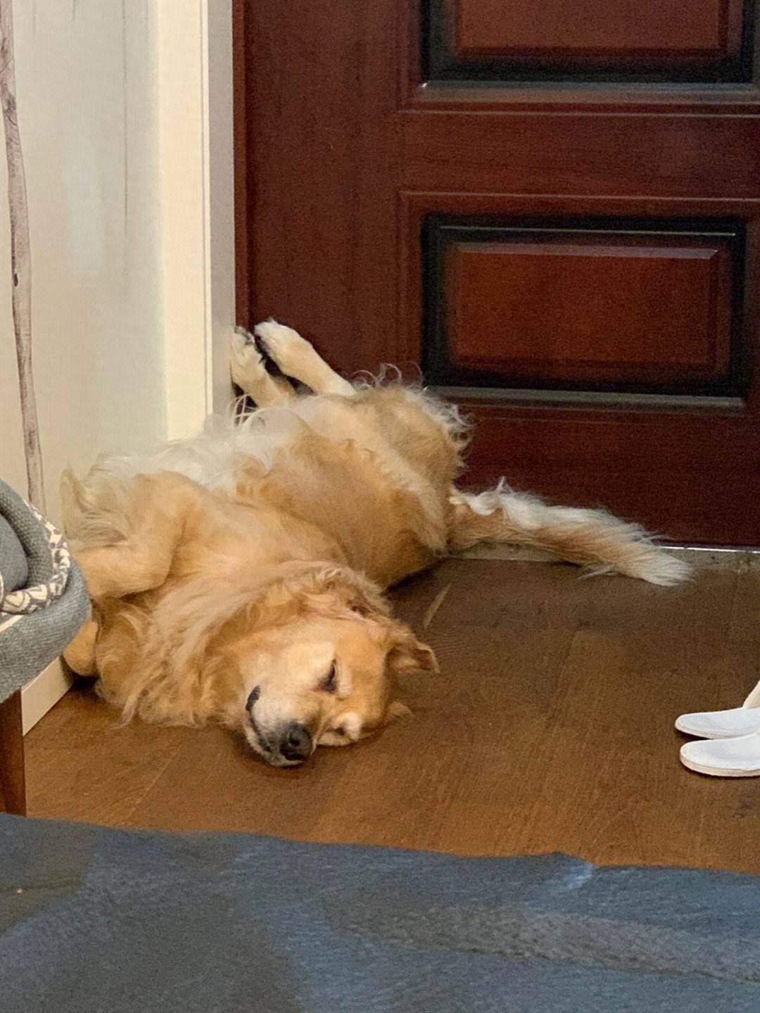 十種脾氣最好的狗_好脾氣的狗_脾氣有點狗是什么意思