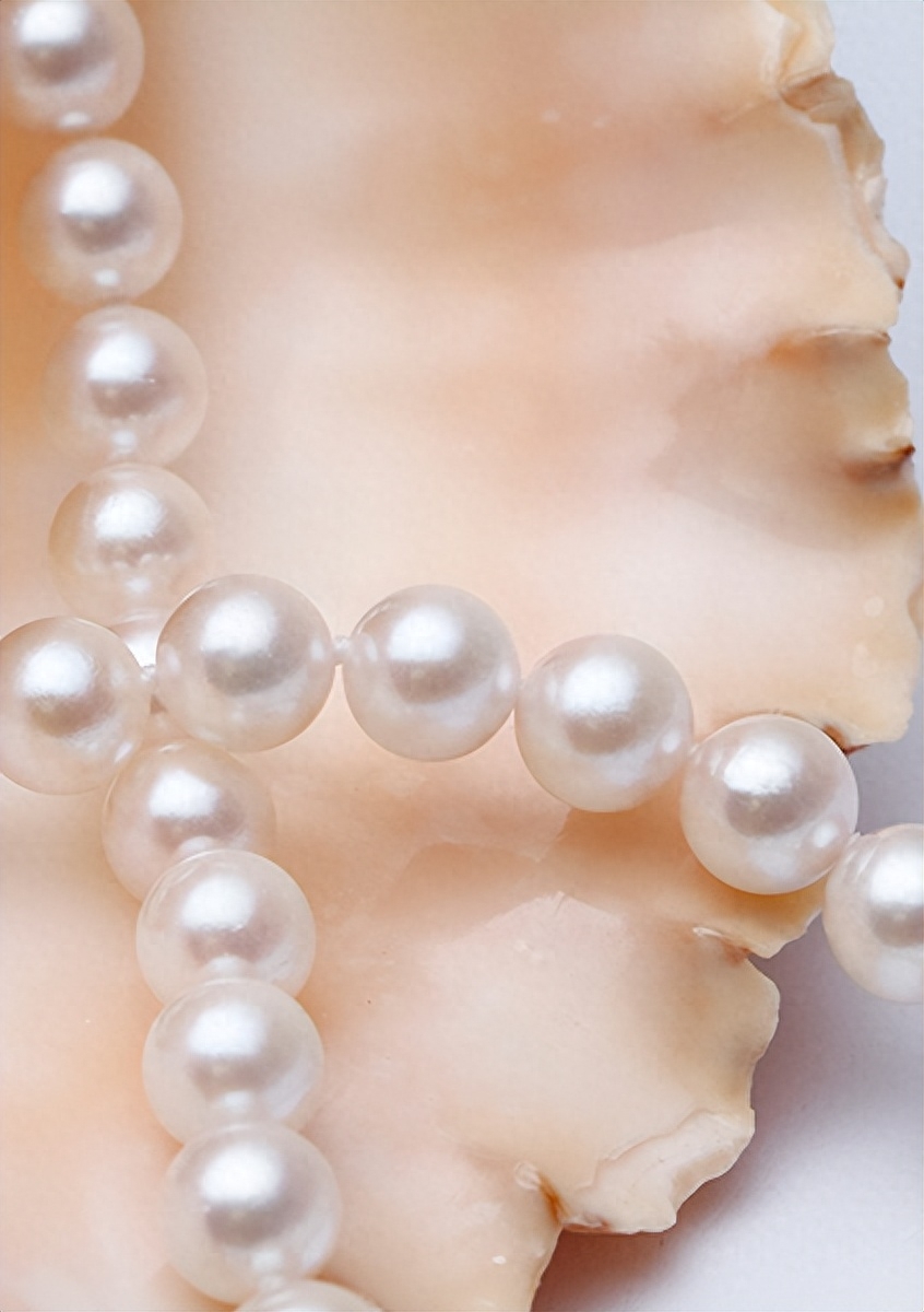 彩虹珍珠多肉_多肉彩虹糖和紫珍珠區(qū)別_多肉彩虹和紫珍珠區(qū)別