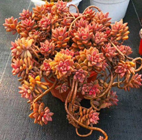 多肉火祭的繁殖方法_怎樣養多肉火祭_多肉火祭怎么繁殖視頻