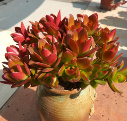 怎樣養多肉火祭_多肉火祭的繁殖方法_多肉火祭怎么繁殖視頻