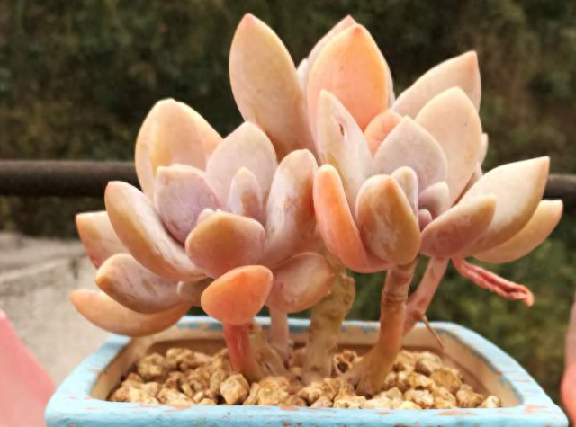 多肉火祭怎么繁殖視頻_多肉火祭的繁殖方法_怎樣養多肉火祭