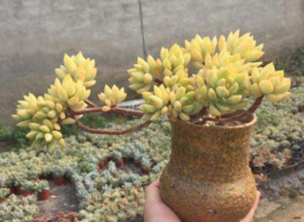 多肉火祭的繁殖方法_多肉火祭怎么繁殖視頻_怎樣養多肉火祭