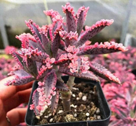 多肉火祭怎么繁殖視頻_怎樣養多肉火祭_多肉火祭的繁殖方法