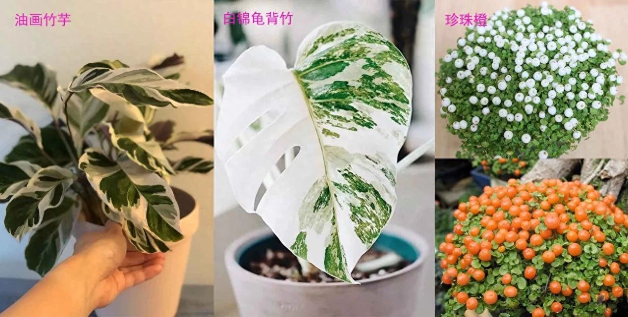 新手可“入坑”的便宜、好看且清新的網紅植物，詳細養護指南附上