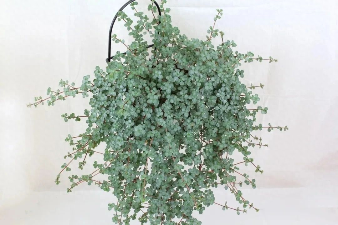 多肉彩虹糖和紫珍珠區別_多肉彩虹和紫珍珠區別_彩虹珍珠多肉