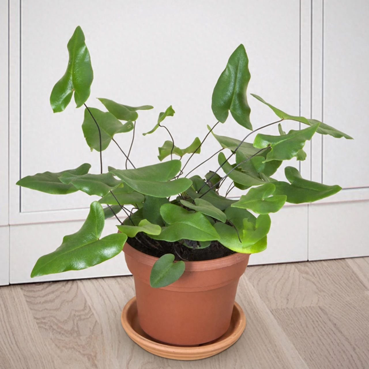 多肉彩虹和紫珍珠區別_彩虹珍珠多肉_多肉彩虹糖和紫珍珠區別