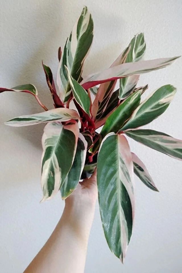 多肉彩虹糖和紫珍珠區別_彩虹珍珠多肉_多肉彩虹和紫珍珠區別