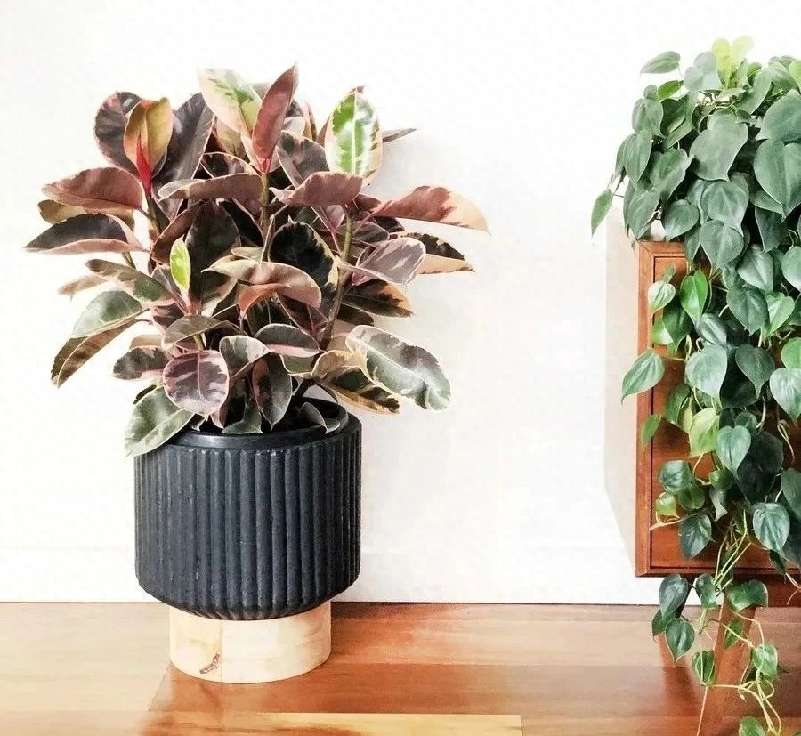 多肉彩虹糖和紫珍珠區別_多肉彩虹和紫珍珠區別_彩虹珍珠多肉