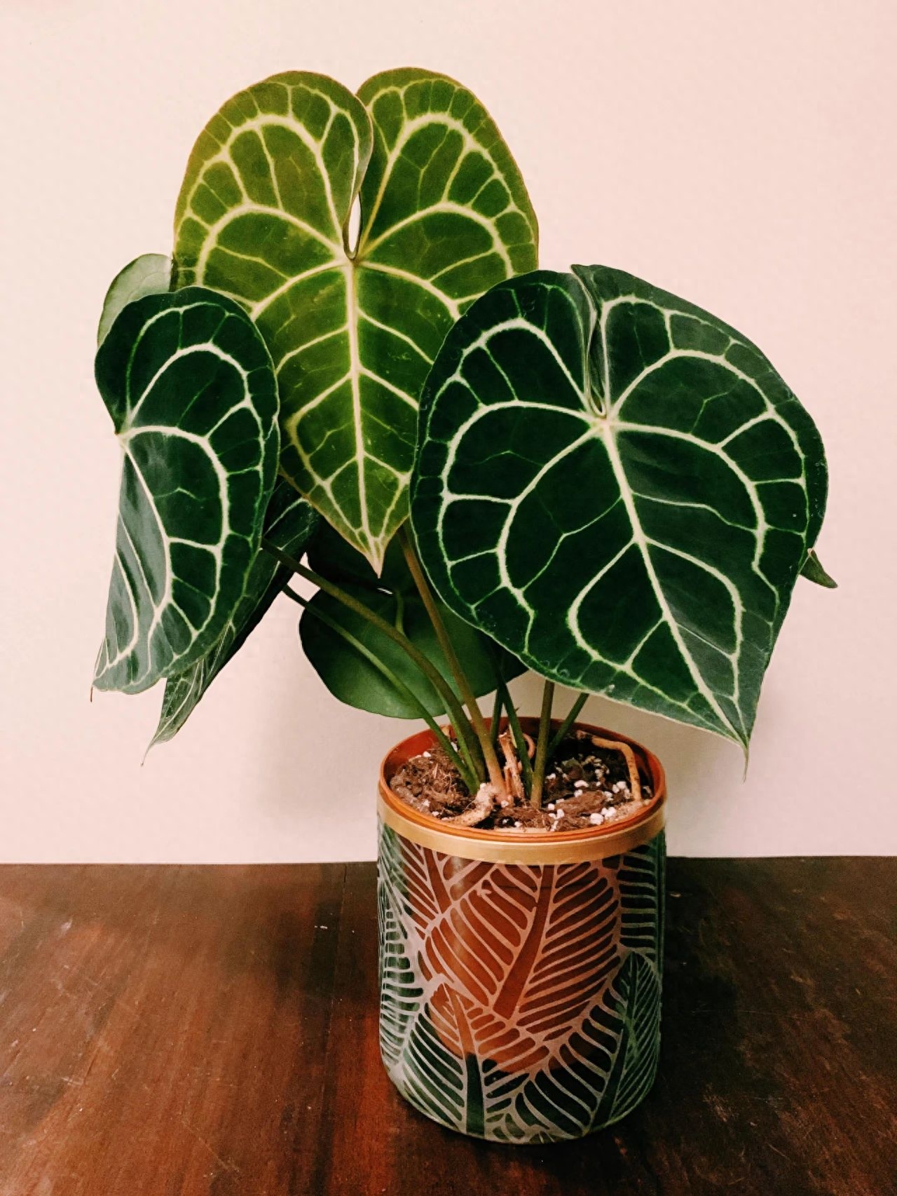 彩虹珍珠多肉_多肉彩虹和紫珍珠區別_多肉彩虹糖和紫珍珠區別