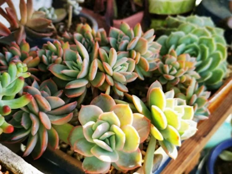 多肉火祭的繁殖方法_多肉植物火祭怎么繁殖_怎樣養多肉火祭