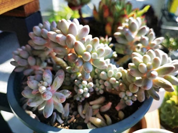 怎樣養多肉火祭_多肉火祭的繁殖方法_多肉植物火祭怎么繁殖