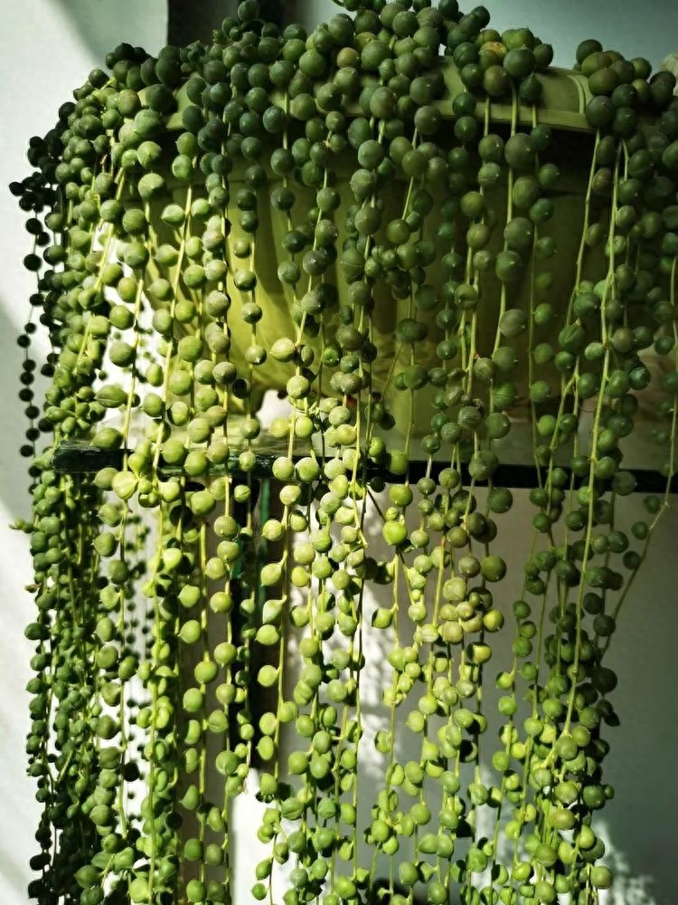 多肉火祭的繁殖方法_多肉植物火祭怎么繁殖_怎樣養多肉火祭