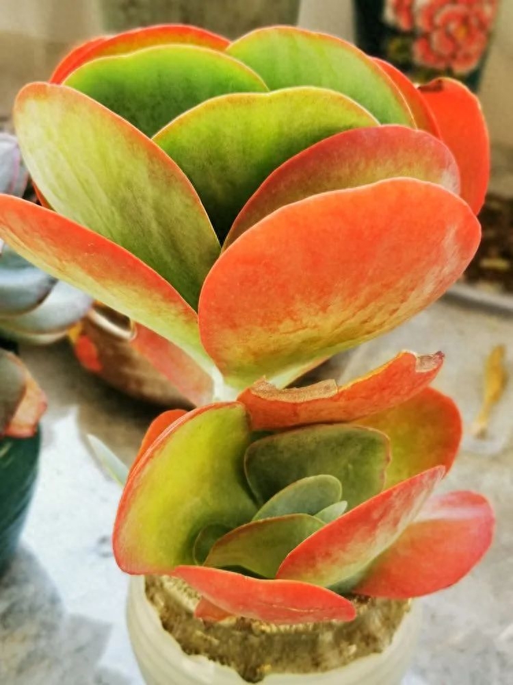 多肉植物火祭怎么繁殖_怎樣養多肉火祭_多肉火祭的繁殖方法