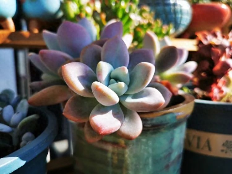 多肉火祭的繁殖方法_怎樣養多肉火祭_多肉植物火祭怎么繁殖