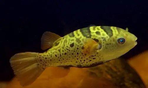 藍色的小型魚_觀賞小型藍色魚類_藍色的小型觀賞魚