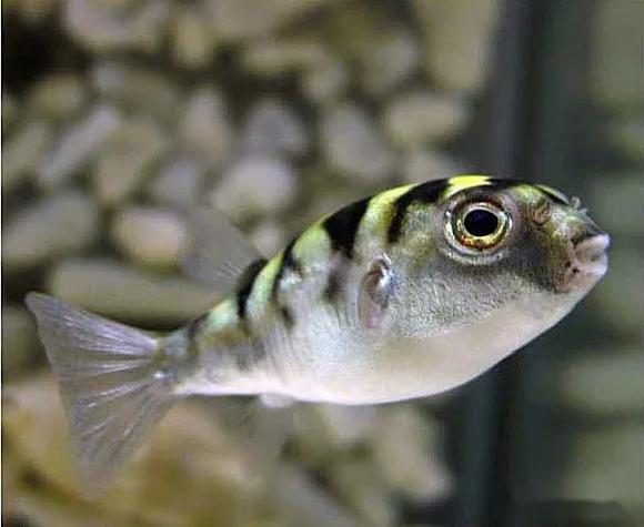 藍色的小型觀賞魚_觀賞小型藍色魚類_藍色的小型魚