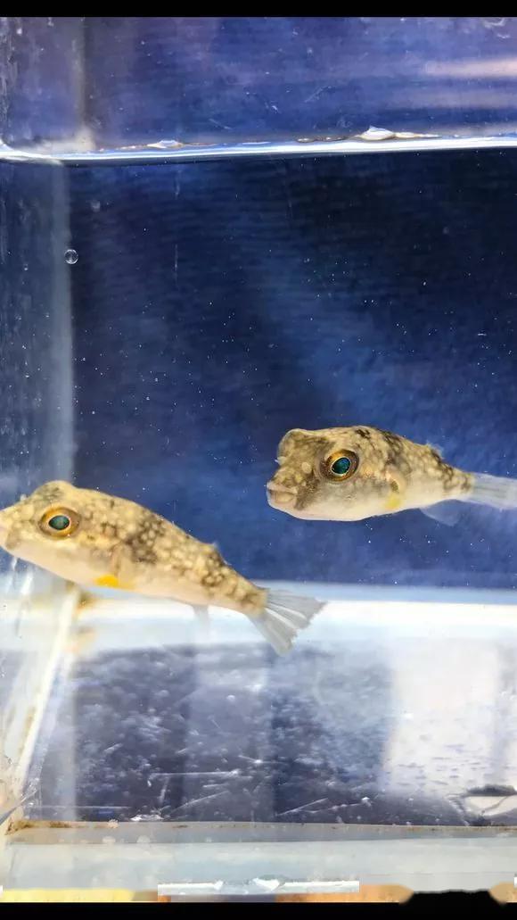 藍色的小型魚_觀賞小型藍色魚類_藍色的小型觀賞魚