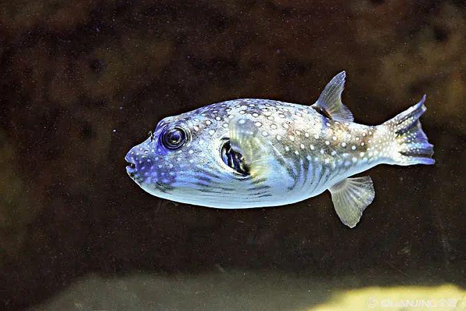 藍色的小型魚_藍色的小型觀賞魚_觀賞小型藍色魚類