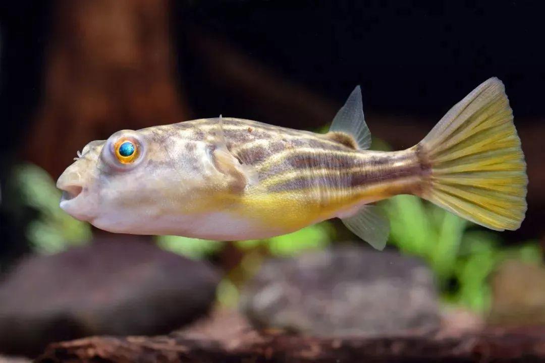 藍色的小型魚_藍色的小型觀賞魚_觀賞小型藍色魚類