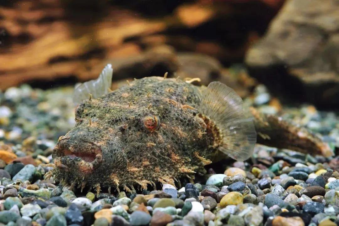 觀賞小型藍色魚類_藍色的小型觀賞魚_藍色的小型魚