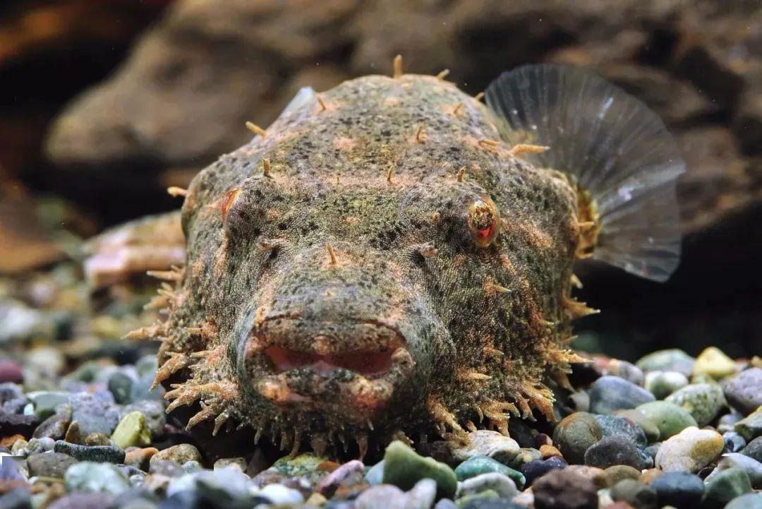 藍色的小型魚_藍色的小型觀賞魚_觀賞小型藍色魚類