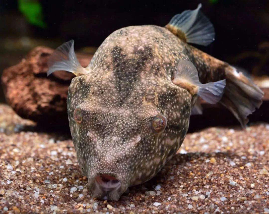 藍色的小型魚_觀賞小型藍色魚類_藍色的小型觀賞魚