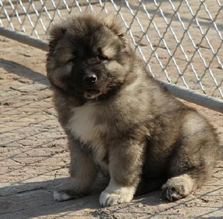 銅川巨型阿拉斯加幼崽多少錢一只正規狗舍繁殖保健康純種