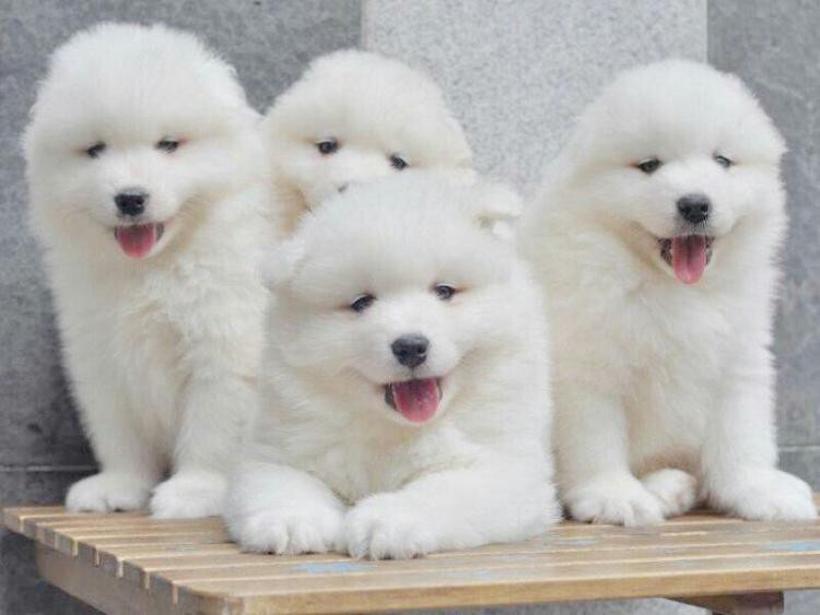 阿拉斯加幼犬價(jià)錢_阿拉斯加犬多少錢一只幼崽_幼崽阿拉斯加多少錢