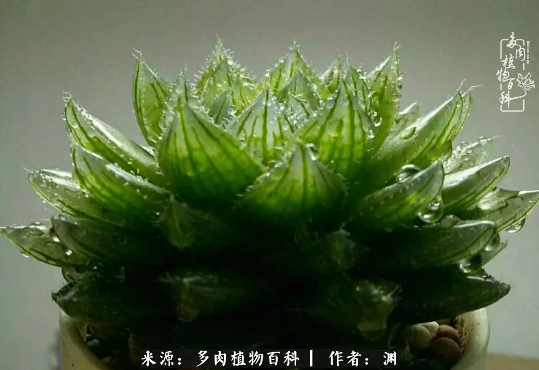 多肉火祭怎么繁殖視頻_多肉火祭的繁殖方法_多肉火祭怎么養成多頭