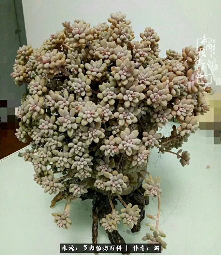 多肉火祭怎么繁殖視頻_多肉火祭怎么養成多頭_多肉火祭的繁殖方法