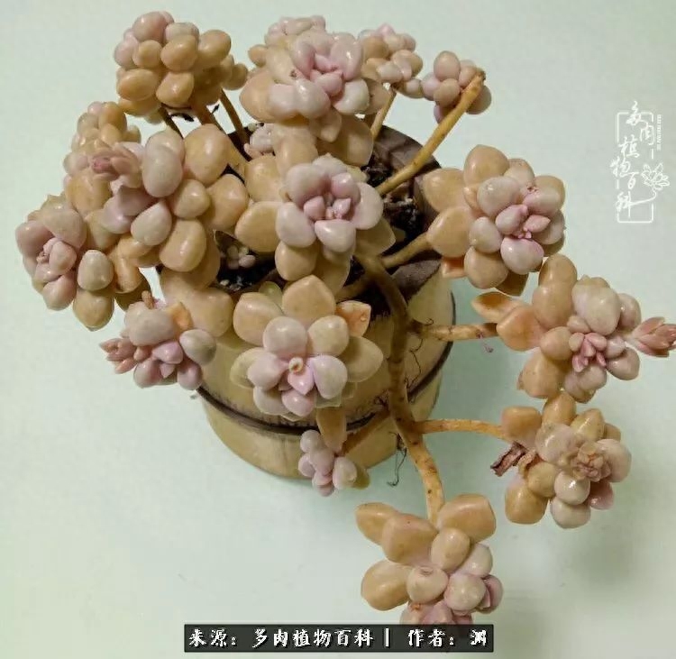 多肉火祭怎么繁殖視頻_多肉火祭的繁殖方法_多肉火祭怎么養成多頭