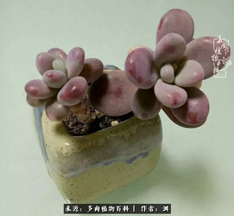 多肉火祭的繁殖方法_多肉火祭怎么繁殖視頻_多肉火祭怎么養成多頭