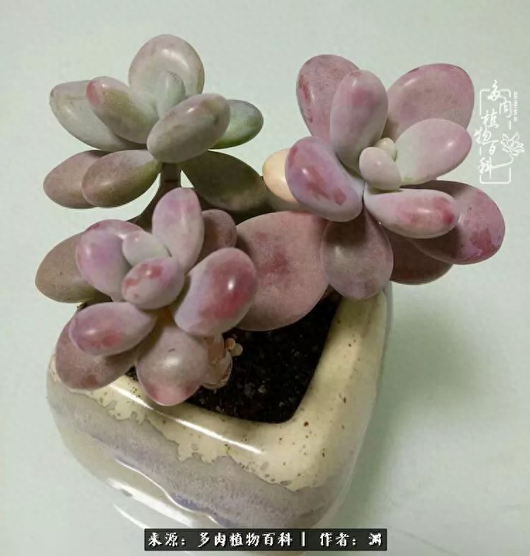 多肉火祭怎么繁殖視頻_多肉火祭怎么養成多頭_多肉火祭的繁殖方法