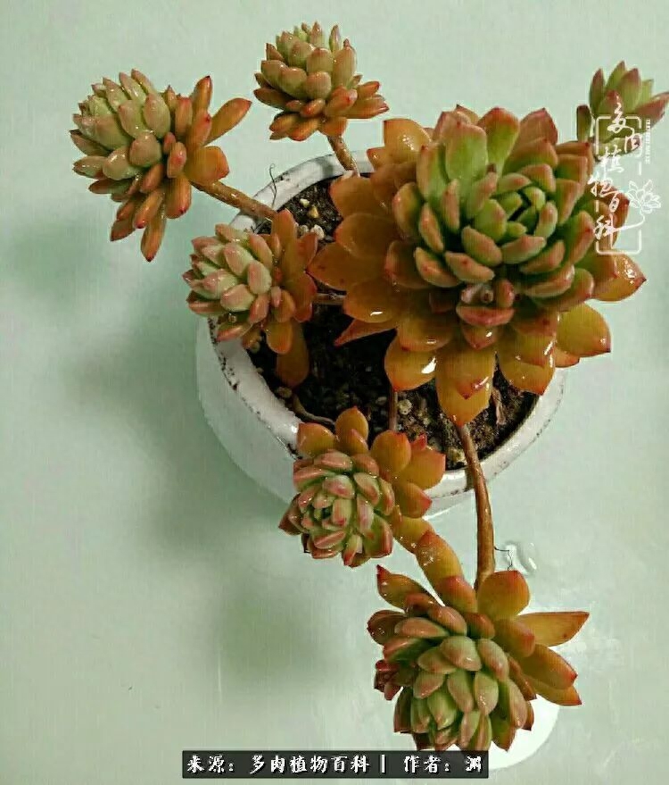 多肉火祭的繁殖方法_多肉火祭怎么繁殖視頻_多肉火祭怎么養成多頭