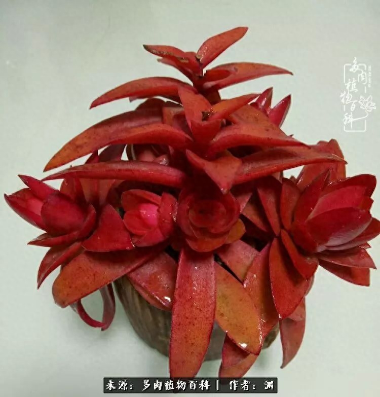多肉火祭的繁殖方法_多肉火祭怎么繁殖視頻_多肉火祭怎么養成多頭
