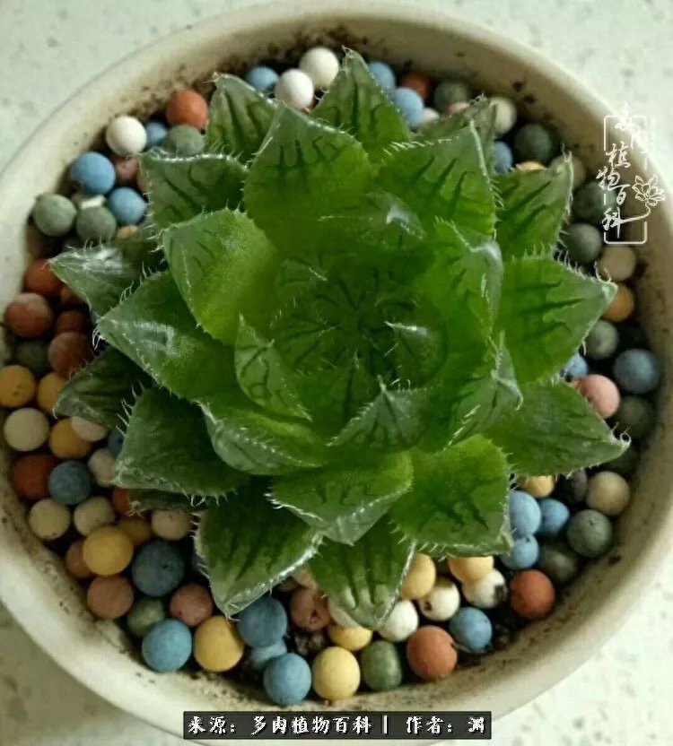 多肉火祭的繁殖方法_多肉火祭怎么繁殖視頻_多肉火祭怎么養成多頭