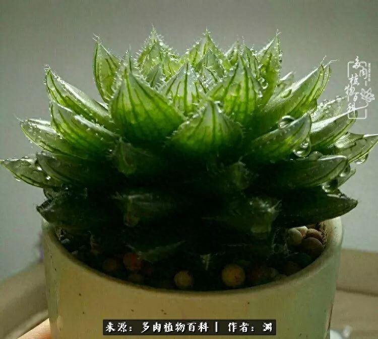 多肉火祭的繁殖方法_多肉火祭怎么養成多頭_多肉火祭怎么繁殖視頻