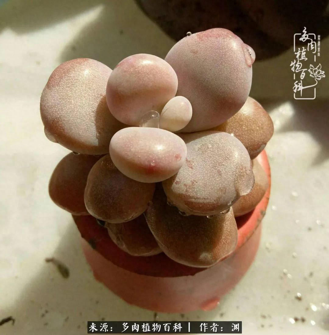 多肉火祭怎么繁殖視頻_多肉火祭怎么養成多頭_多肉火祭的繁殖方法