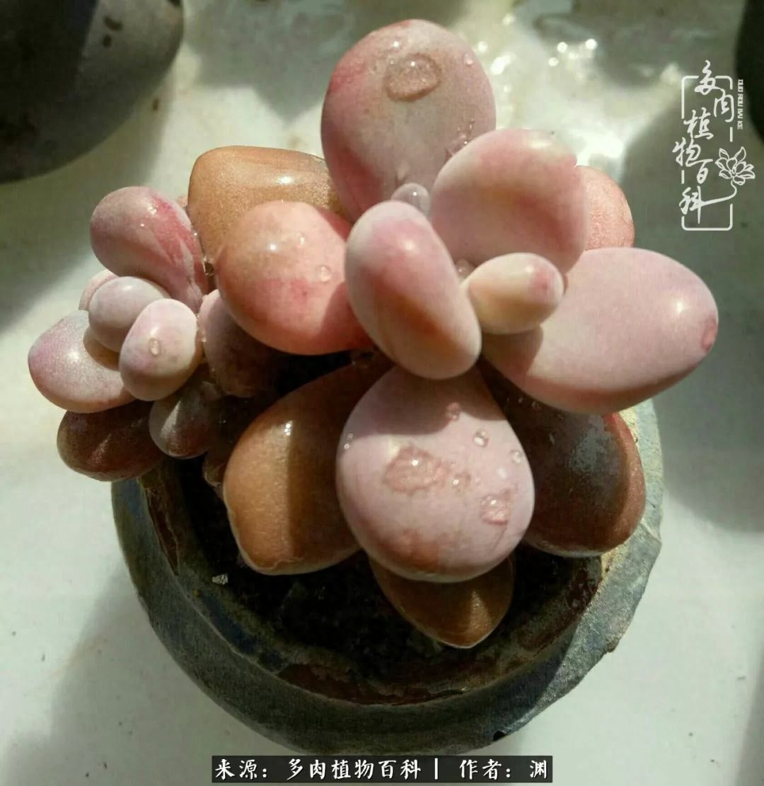 多肉火祭的繁殖方法_多肉火祭怎么繁殖視頻_多肉火祭怎么養成多頭