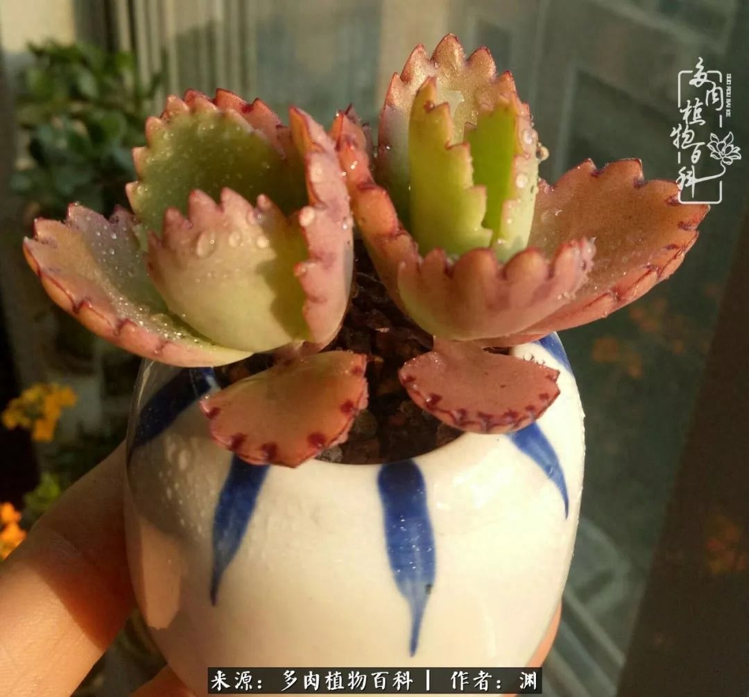 多肉火祭怎么繁殖視頻_多肉火祭怎么養成多頭_多肉火祭的繁殖方法