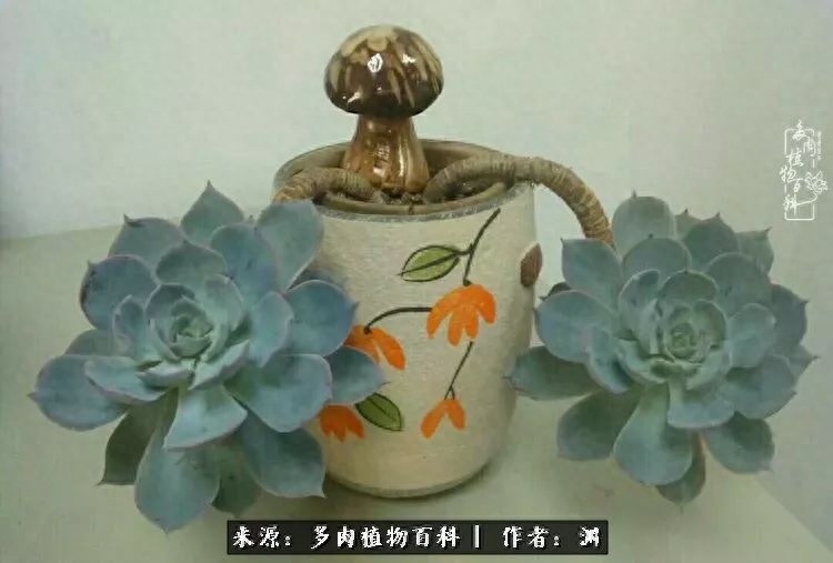 多肉火祭怎么繁殖視頻_多肉火祭的繁殖方法_多肉火祭怎么養成多頭