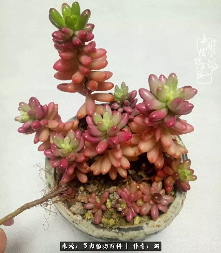 多肉火祭怎么繁殖視頻_多肉火祭的繁殖方法_多肉火祭怎么養成多頭