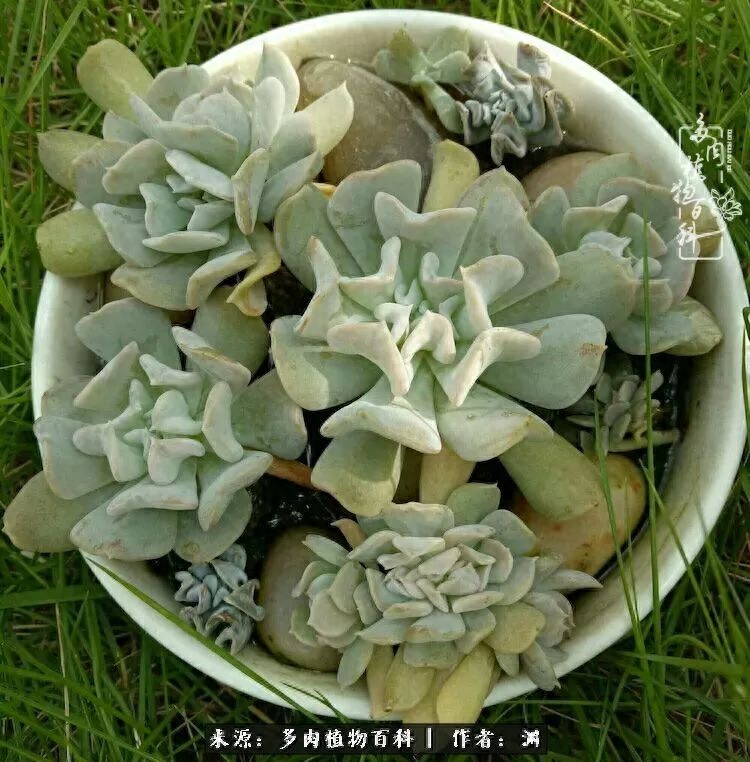 多肉火祭怎么繁殖視頻_多肉火祭怎么養成多頭_多肉火祭的繁殖方法