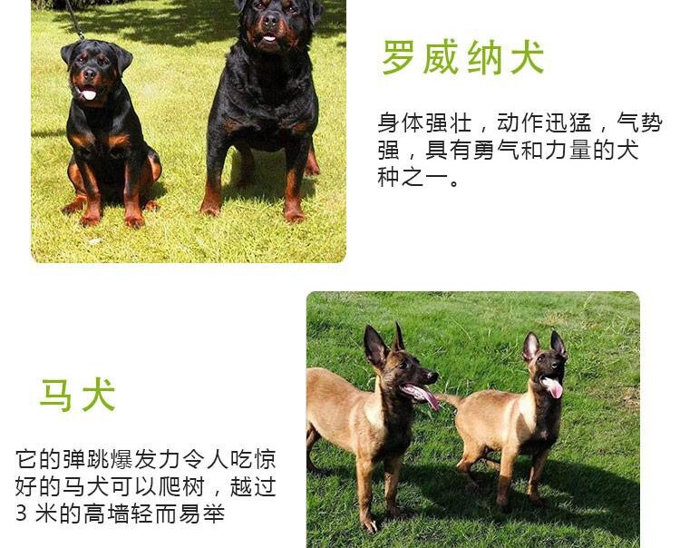 幼犬阿拉斯加多少錢一只_阿拉斯加小狗崽多少錢一只_阿拉斯加犬多少錢一只幼崽