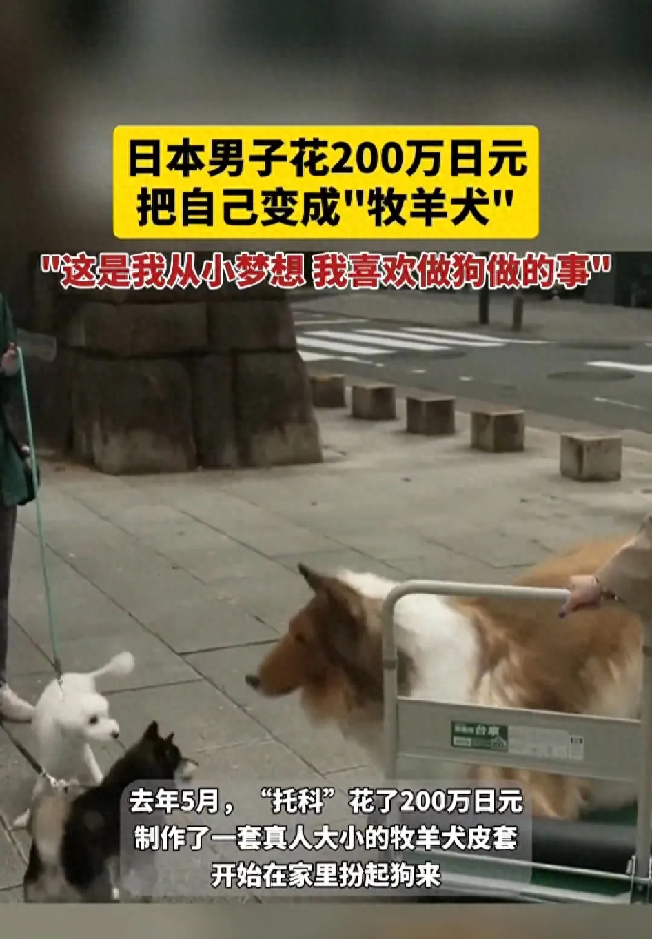 網上買狗可靠嗎_網上買狗可靠嗎_網上買狗可靠嗎