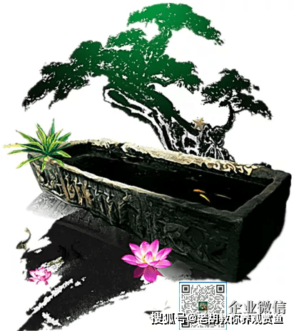 觀賞魚換水后可以喂食嗎_觀賞魚多久換一次水_觀賞魚換水需不需要加鹽