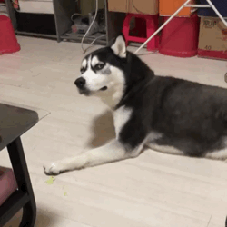 網上買狗可靠嗎_網上買狗騙局_可靠狗網上買的可靠嗎