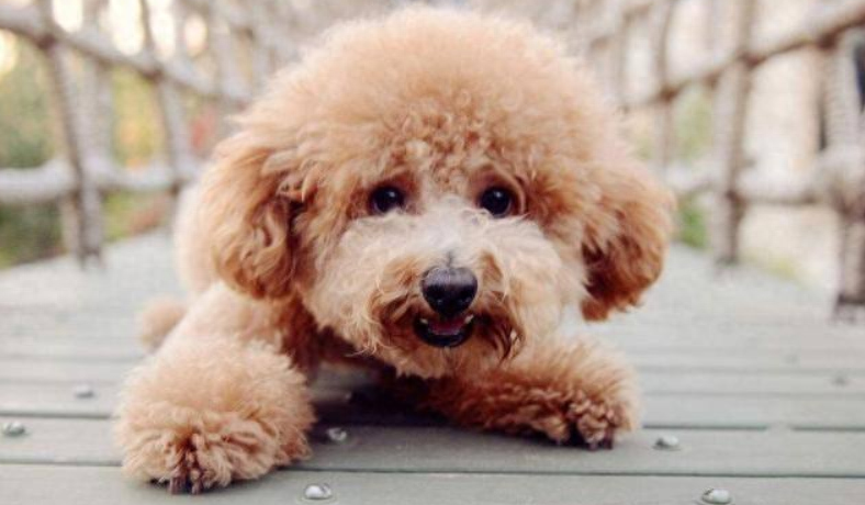 泰迪go_泰迪狗一只多少錢_泰迪狗錢只