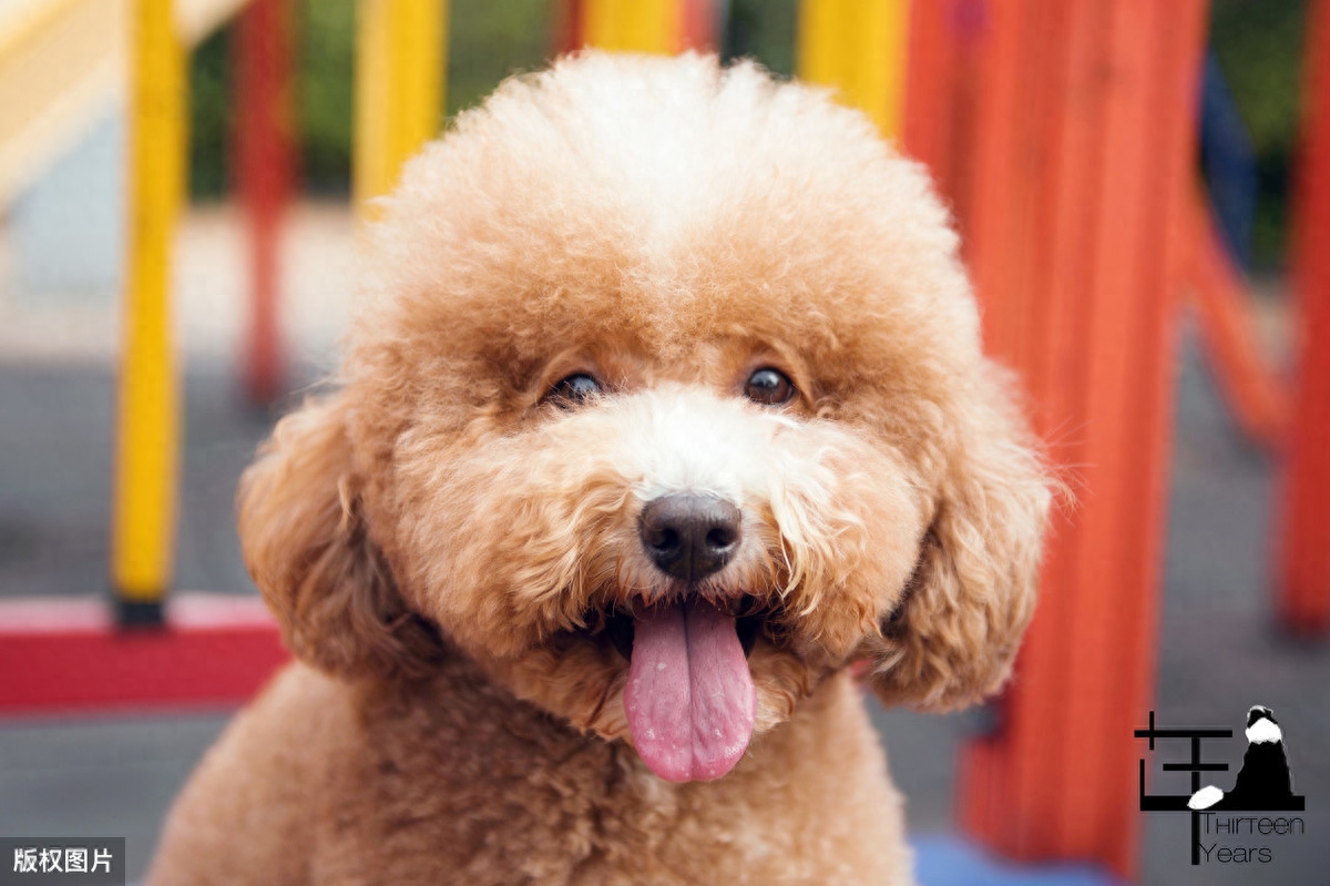 泰迪狗一只多少錢_泰迪go_泰迪狗錢只