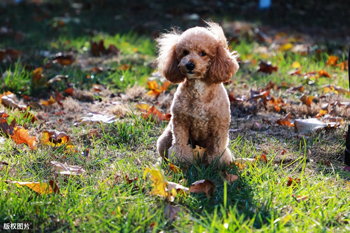 泰迪go_泰迪狗錢只_泰迪狗一只多少錢